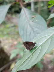Calisto obscura