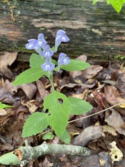 Scutellaria incana