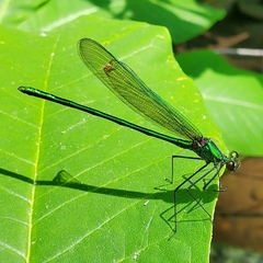 Calopteryx angustipennis