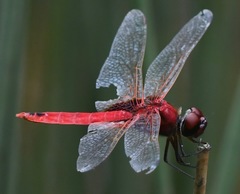 Urothemis signata insignata