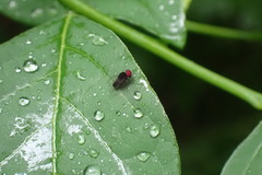 Lindneromyia flavicornis