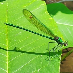 Calopteryx angustipennis