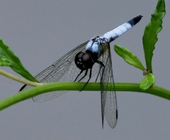 Aethriamanta gracilis