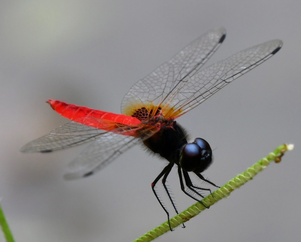 Aethriamanta