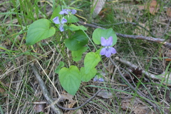 Viola nemoralis