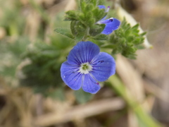 Veronica chamaedrys