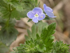 Veronica chamaedrys