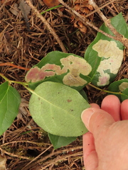 Cameraria gaultheriella