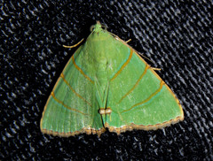 Eulepidotis viridissima