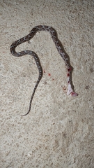 Pseudelaphe phaescens