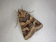 Drasteria langi