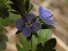 Veronica chamaedrys