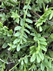 Astragalus agrestis