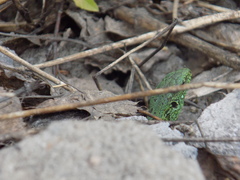 Lacerta agilis