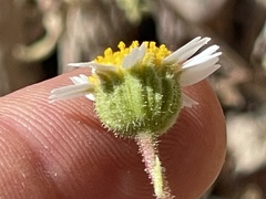 Perityle crassifolia