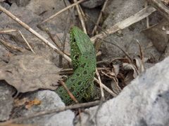 Lacerta agilis