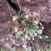 Rosularia lineata - Photo (c) יאיר אור, some rights reserved (CC BY-NC-SA), uploaded by יאיר אור