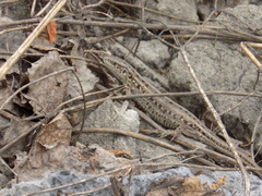 Lacerta agilis
