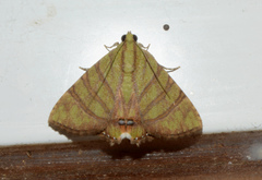 Eulepidotis reticulata