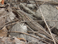 Lacerta agilis