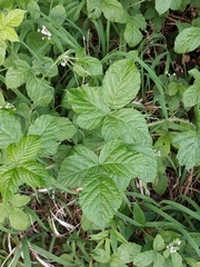 Rubus baruthicus