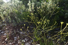 Bupleurum rigidum paniculatum