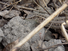 Lacerta agilis