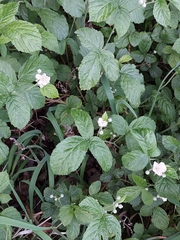 Rubus baruthicus