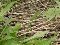 Lacerta agilis