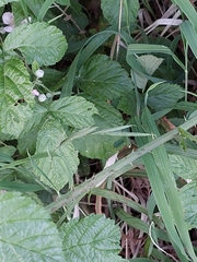 Rubus baruthicus