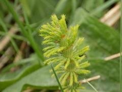 Equisetum sylvaticum