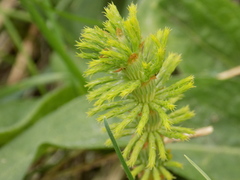 Equisetum sylvaticum