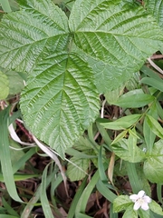 Rubus baruthicus