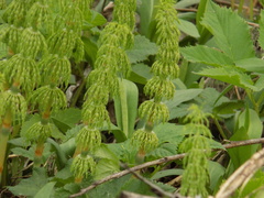 Equisetum sylvaticum