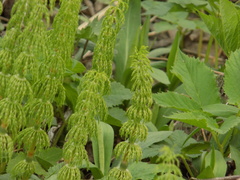 Equisetum sylvaticum