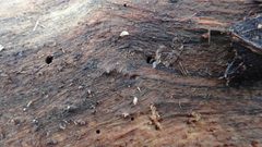 Carychium