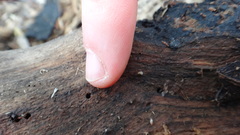 Carychium