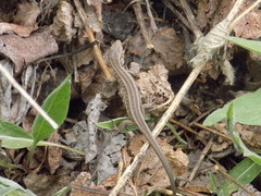 Lacerta agilis