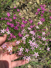 Zeltnera beyrichii