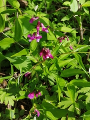 Lathyrus vernus