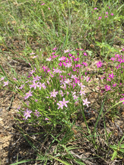 Zeltnera beyrichii
