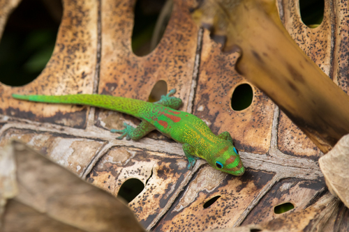 Gold Dust Day Gecko, Hilo, HI 96720, USA, photo 8 of 10