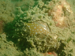 Naria miliaris