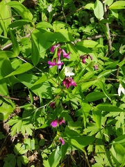Lathyrus vernus