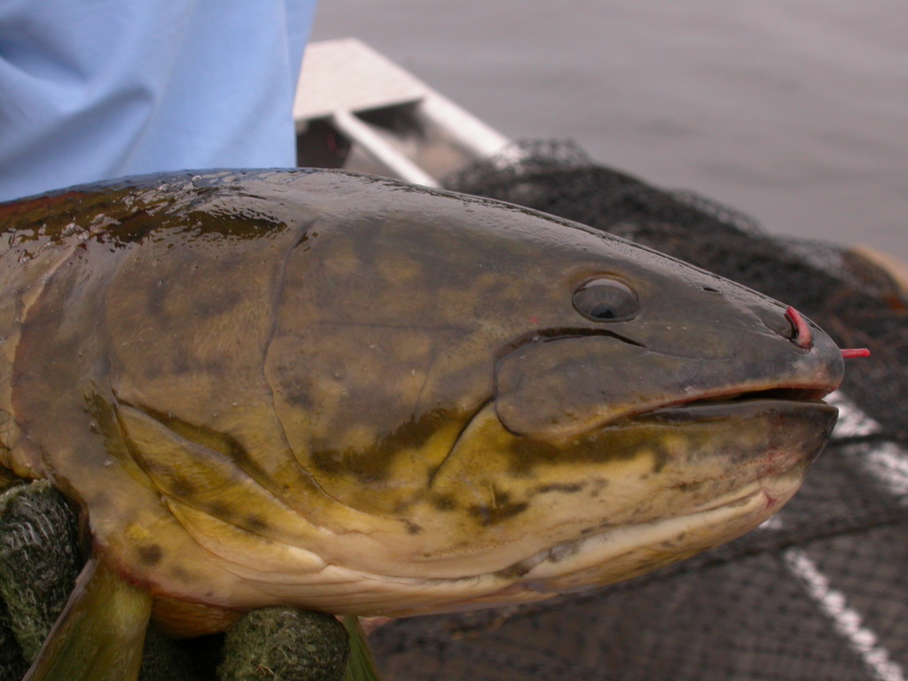 Bowfins