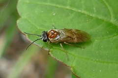 Periclista albida