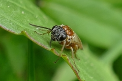 Periclista albida
