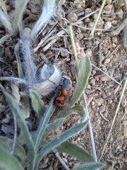 Cercopis intermedia