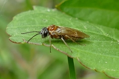 Periclista albida