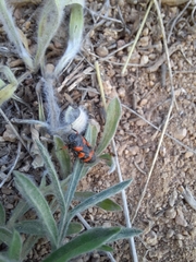 Cercopis intermedia